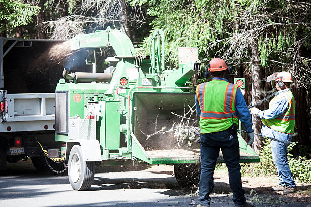 How Our Tree Care Process Works  in  Galena, OH